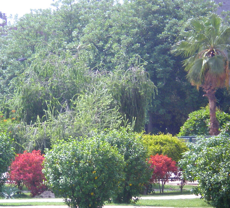 park with trees and bushes