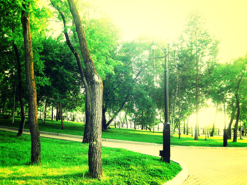 Park with trees and lamp post