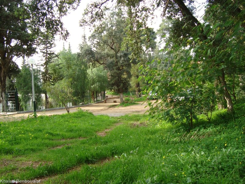 Park with trees and path