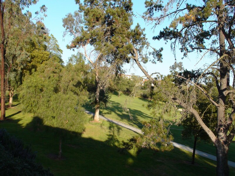 Park with Trees and Path — Green, Serene