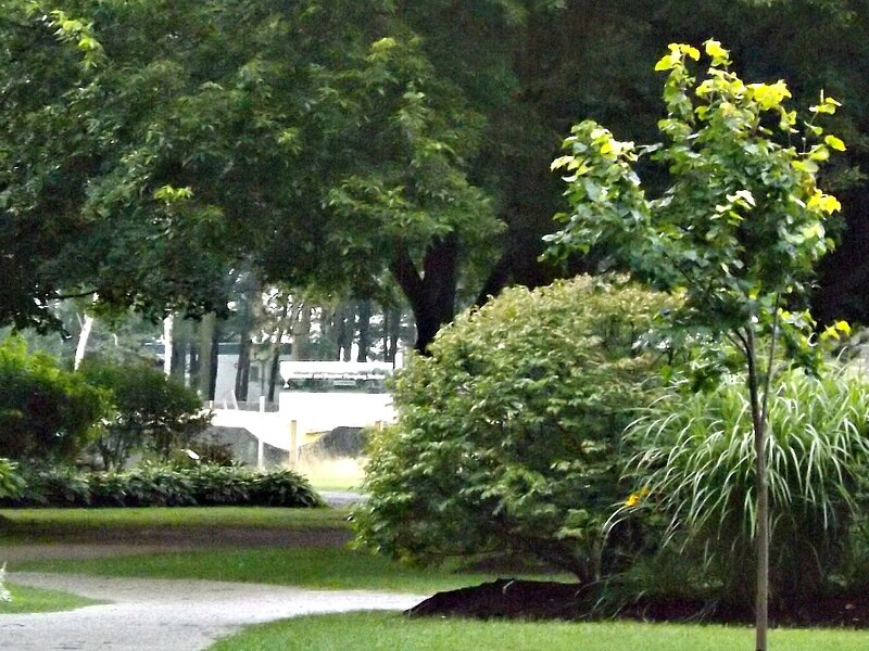 Park with Trees and Path — Green