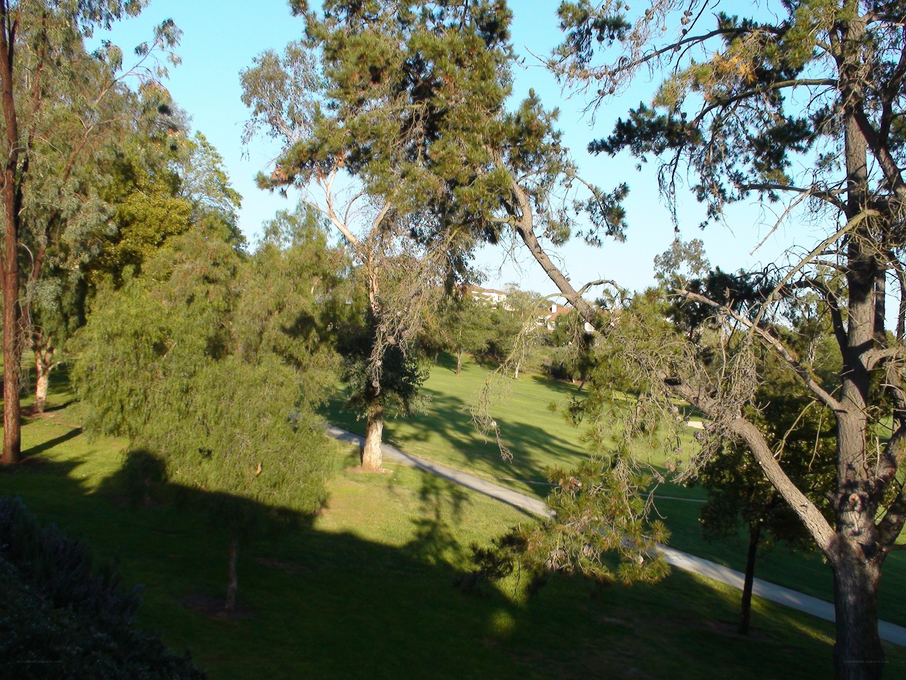 Park with trees and path