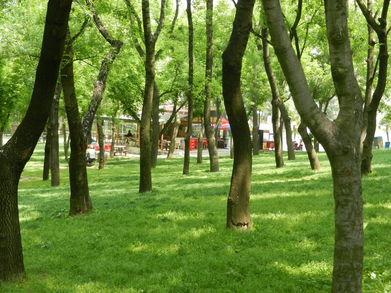 Park with trees and seating