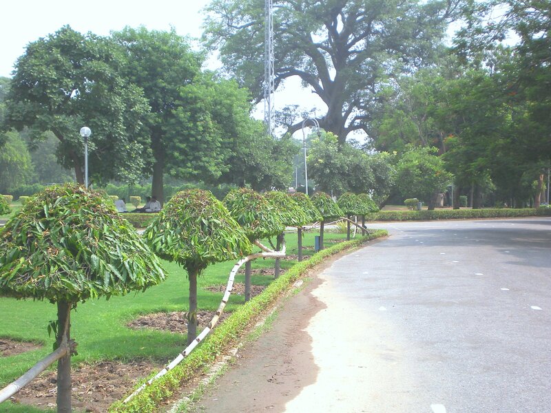 Park with trimmed trees