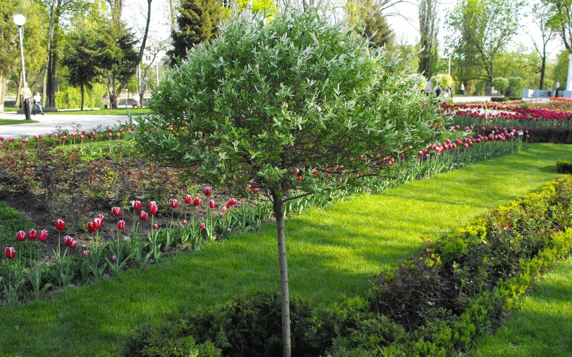 Park with tulips and tree