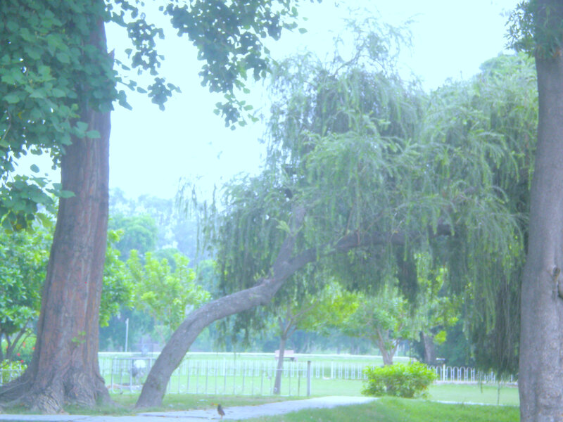 park with weeping willow tree