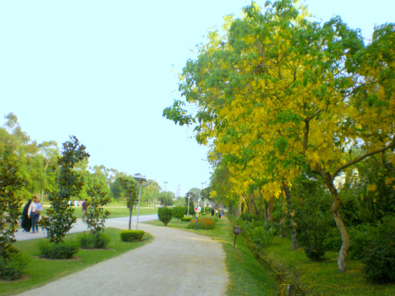 Park with yellow-flowered trees