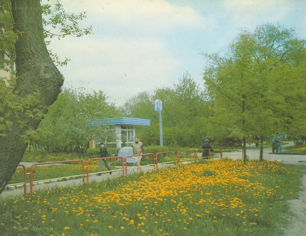 Park with yellow flowers