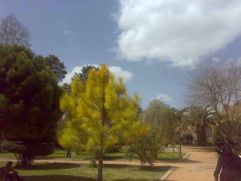 Park with yellow-leafed tree