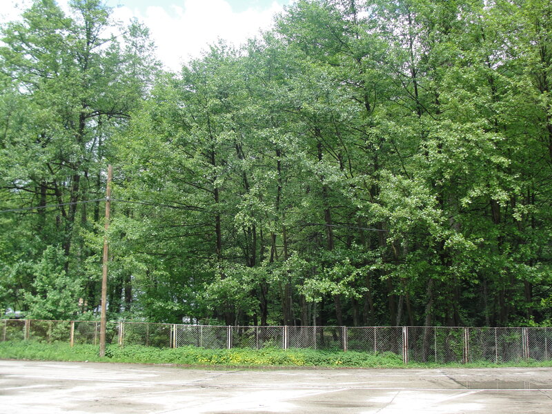 parking lot with trees