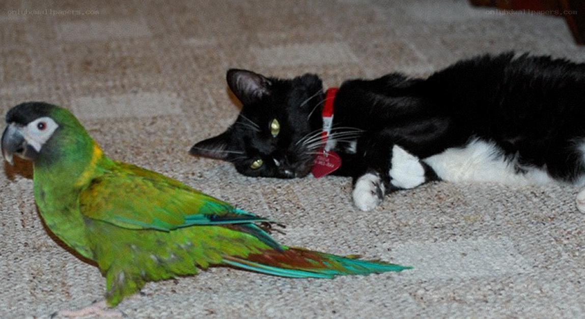 parrot and cat on carpet