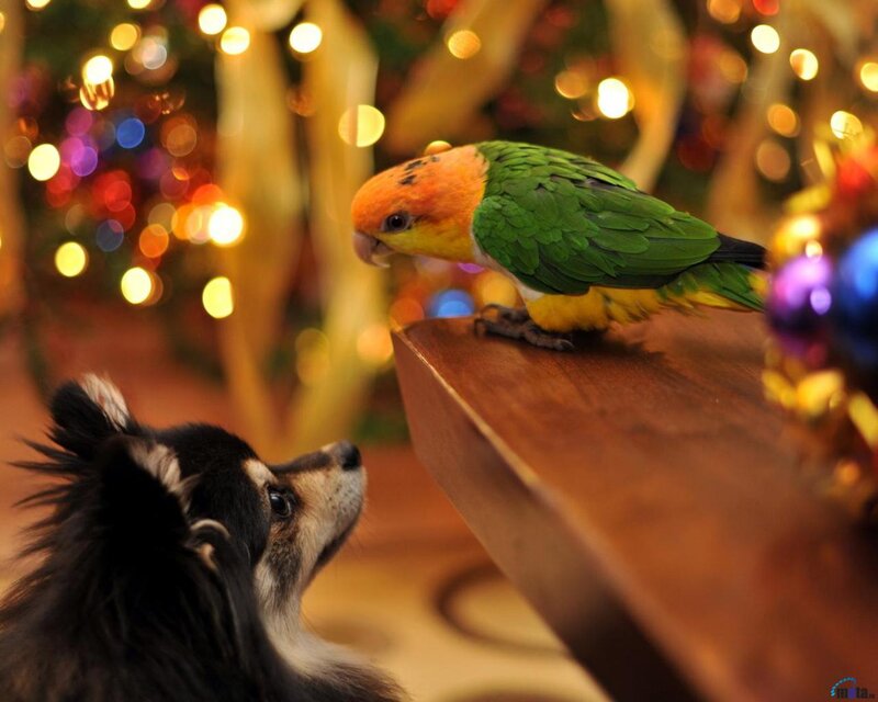 Parrot and Dog Interaction