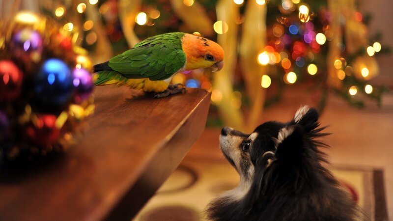 parrot and dog near Christmas tree