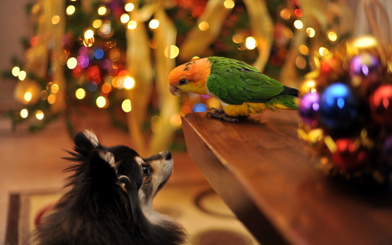 Parrot and Dog on Table — Green, Festive, Night