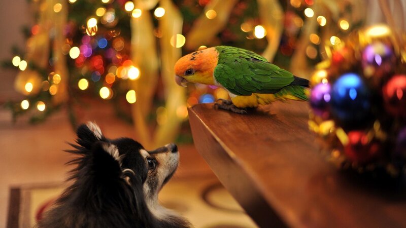 Parrot and Dog on Table — Green, Festive