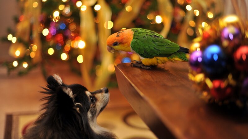 Parrot and Dog on Table — Green