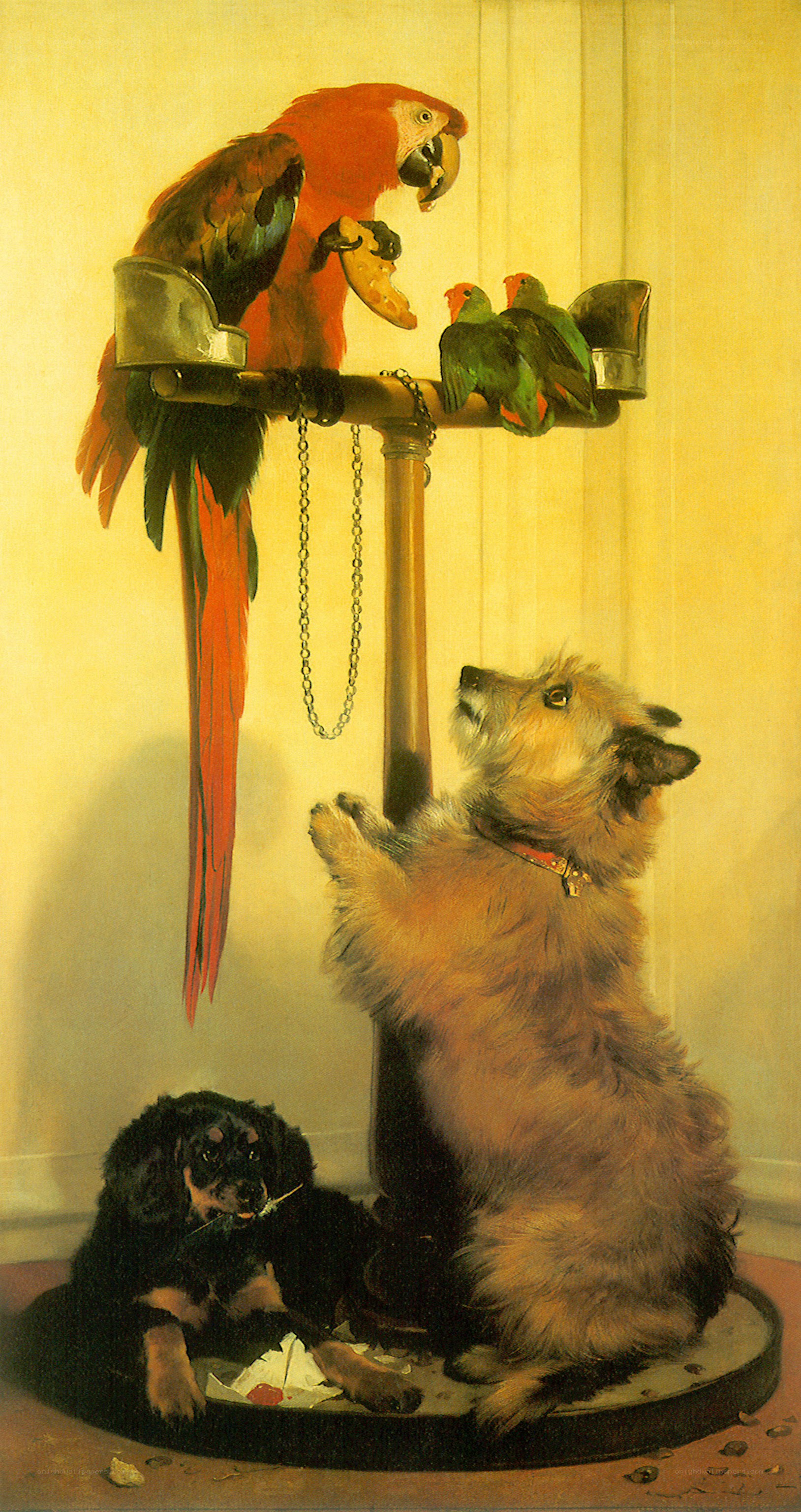 Parrot and dogs on a perch