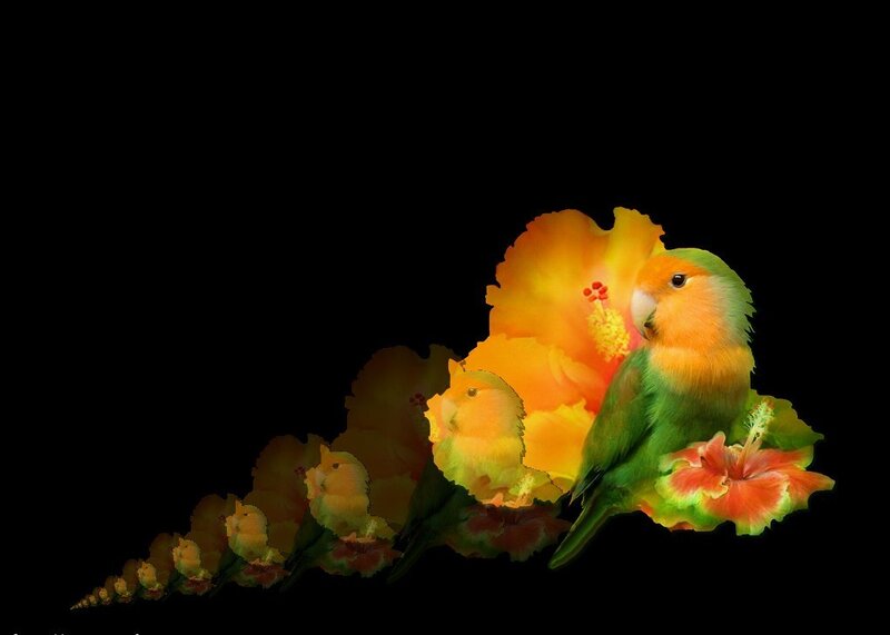 Parrot and hibiscus flower
