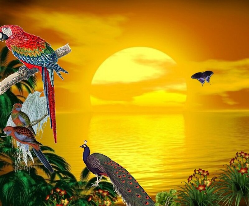 Parrot and Peacock at Sunset