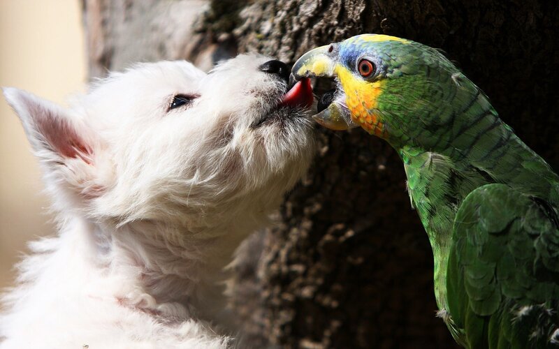 parrot and puppy interacting