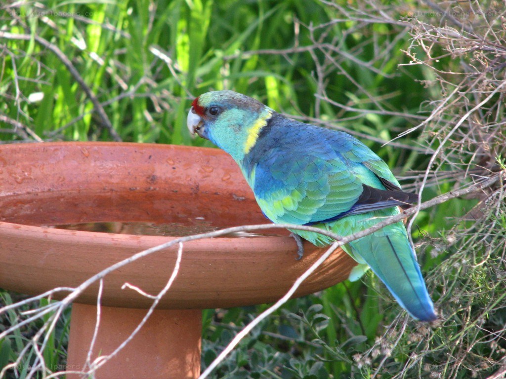 Parrot at a birdbath