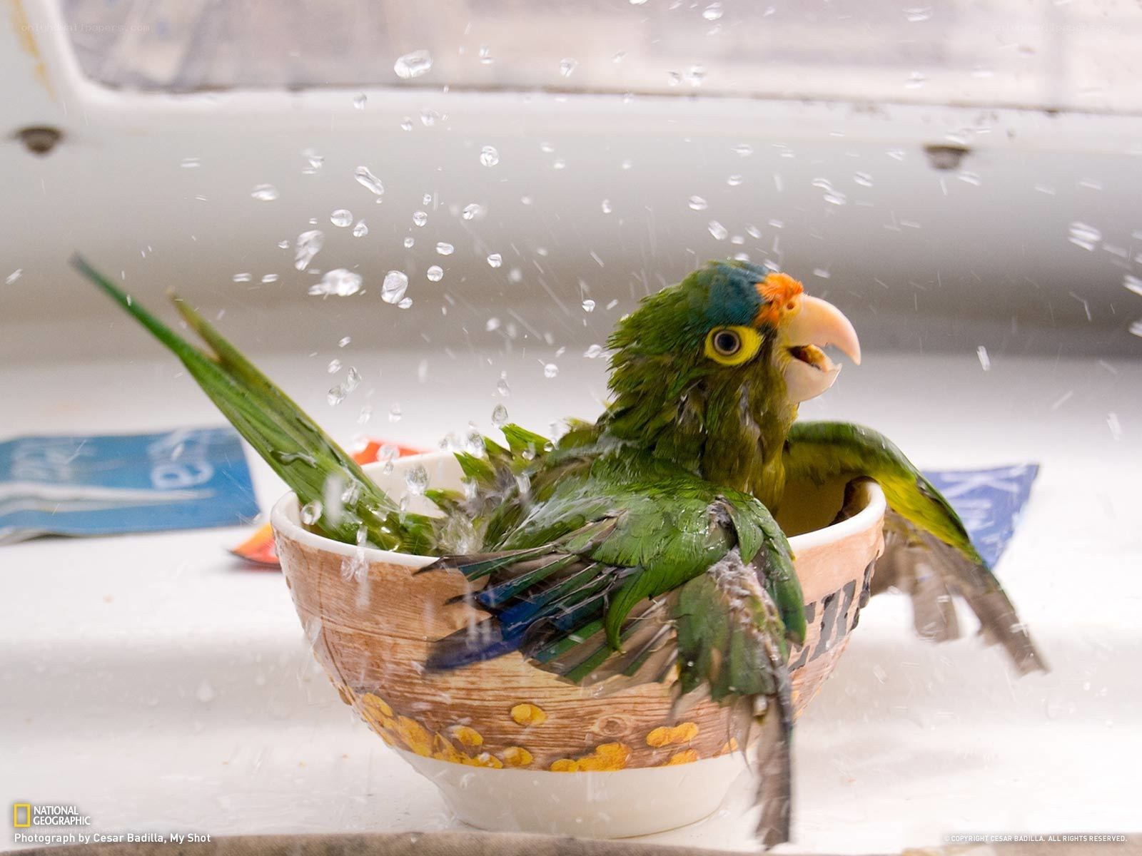 parrot bathing in a bowl