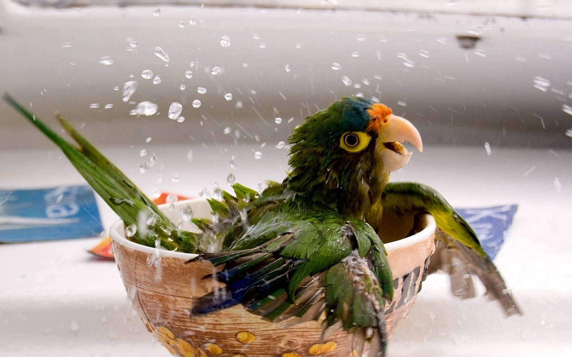 parrot bathing in a bowl