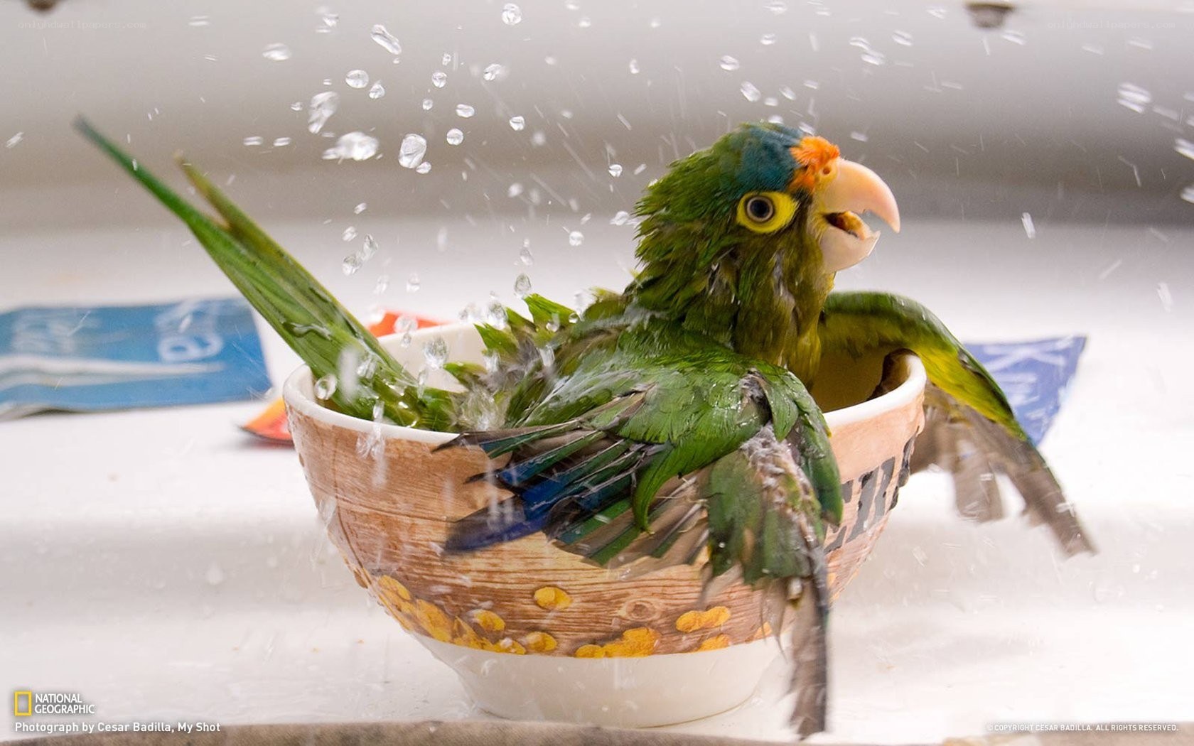 Parrot bathing in a bowl