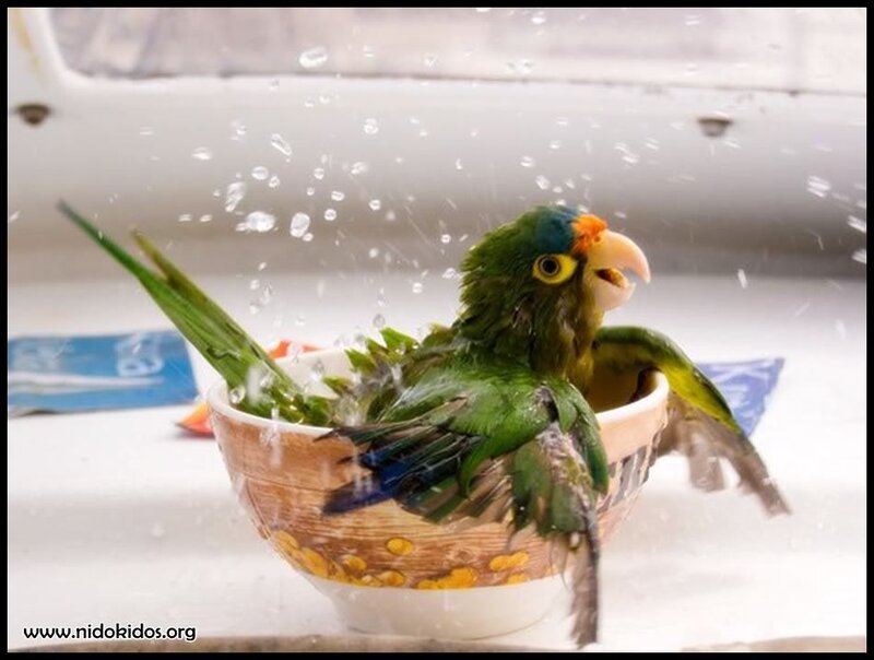 parrot bathing in a bowl