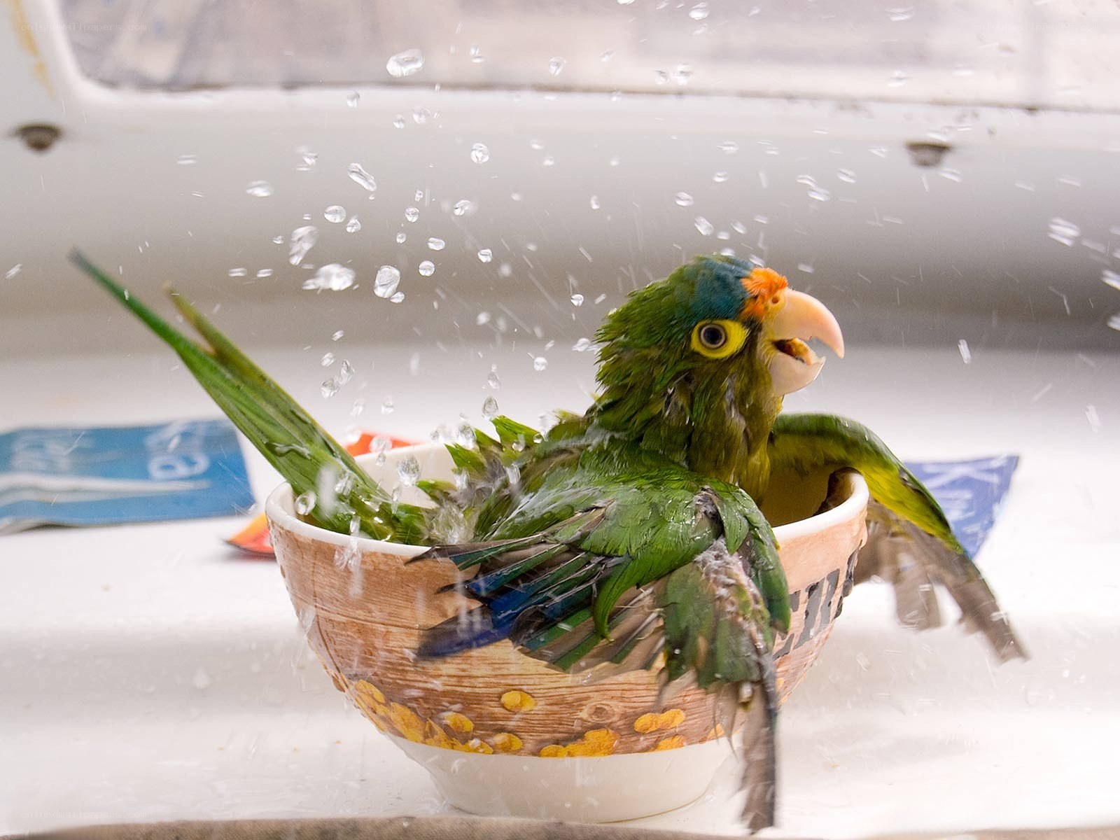 parrot bathing in a bowl