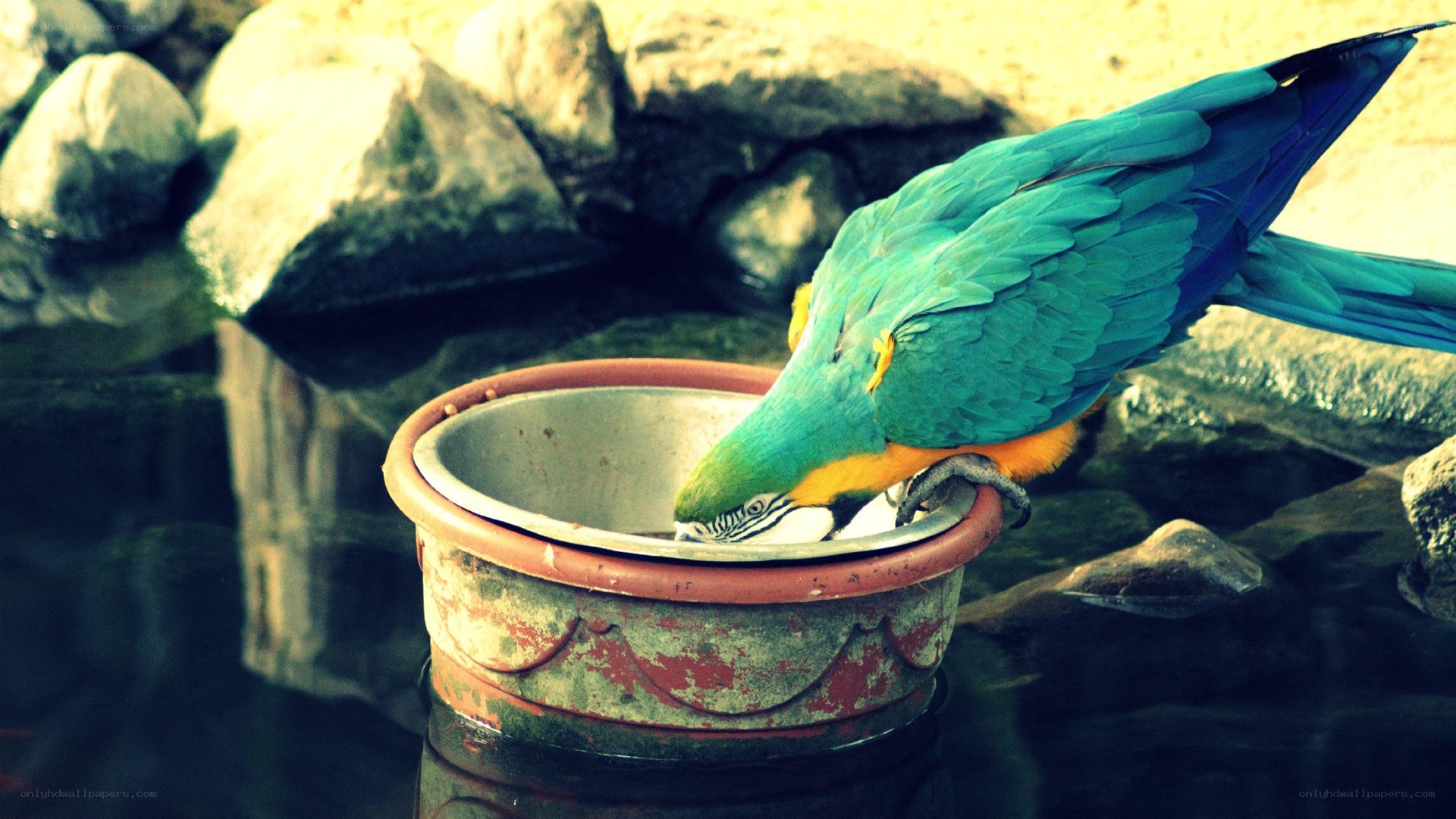 parrot drinking from a bowl