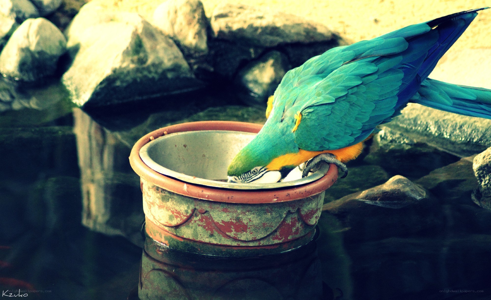 parrot drinking from a bowl