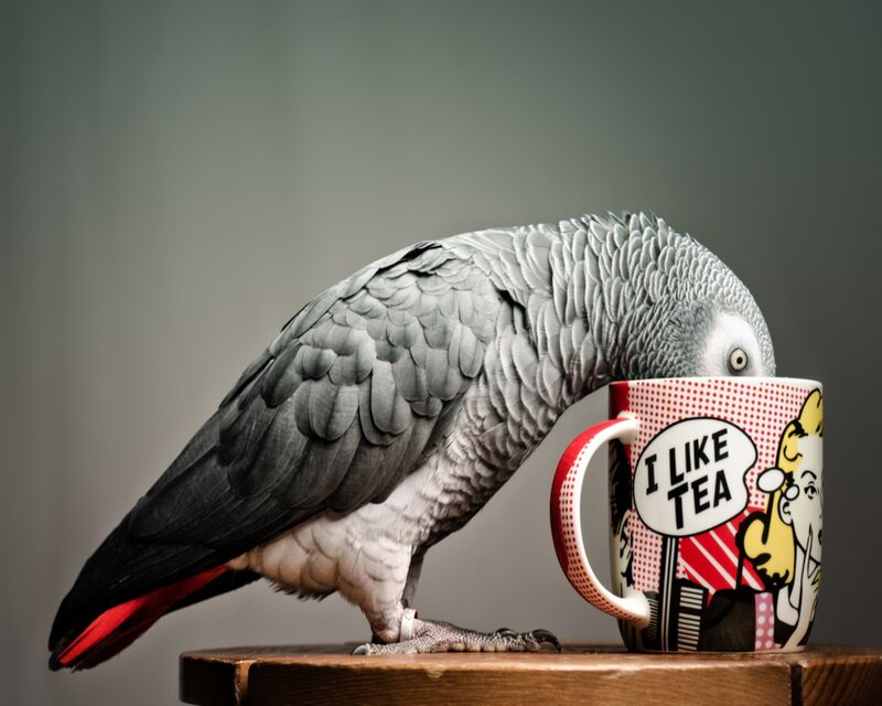 parrot drinking from a mug