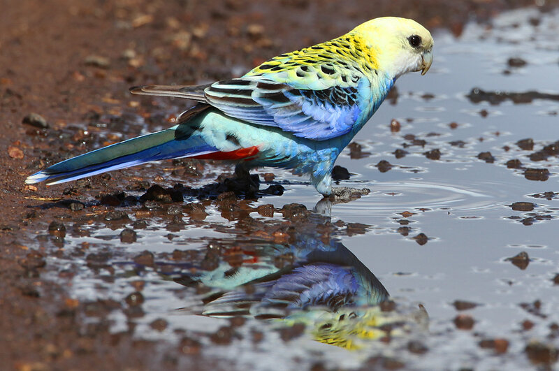 Parrot drinking from a puddle