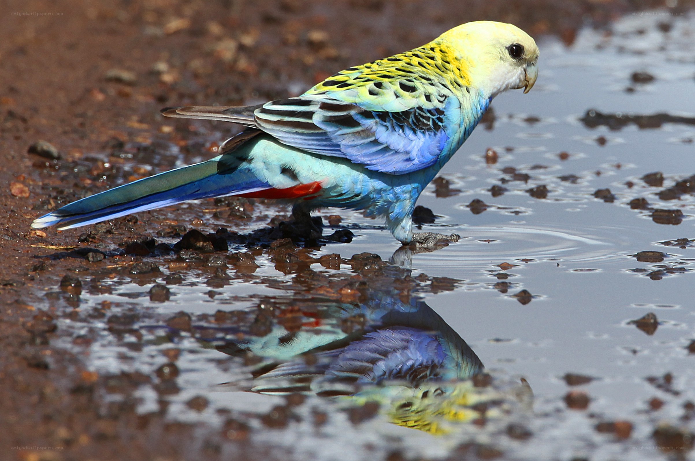Parrot drinking from a puddle