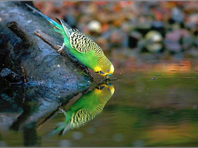 Parrot drinking from water