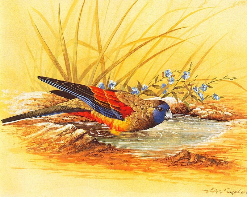 Parrot Drinking Water — Yellow
