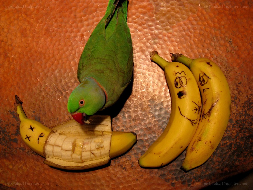 Parrot eating a banana