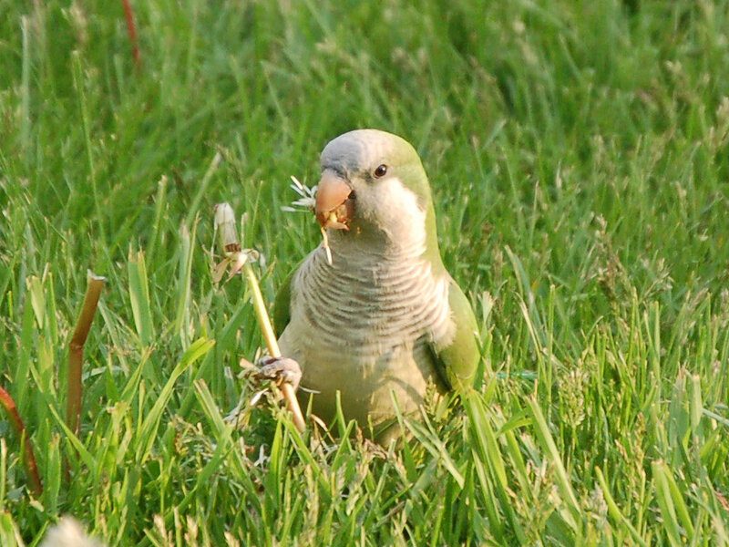 parrot eating dandelion
