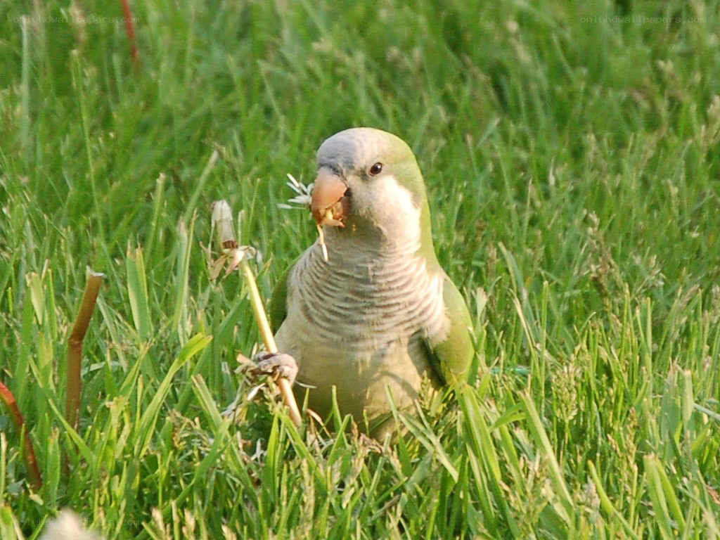 parrot eating dandelion