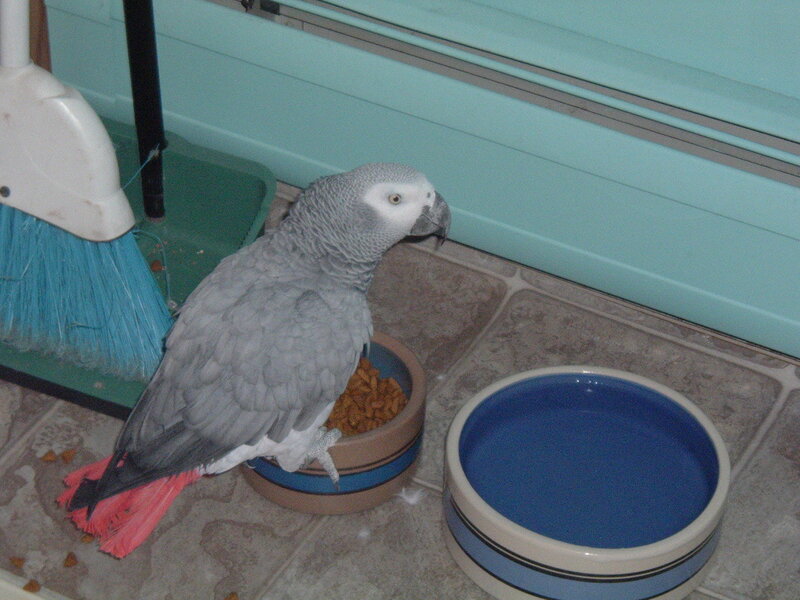 parrot eating from bowl