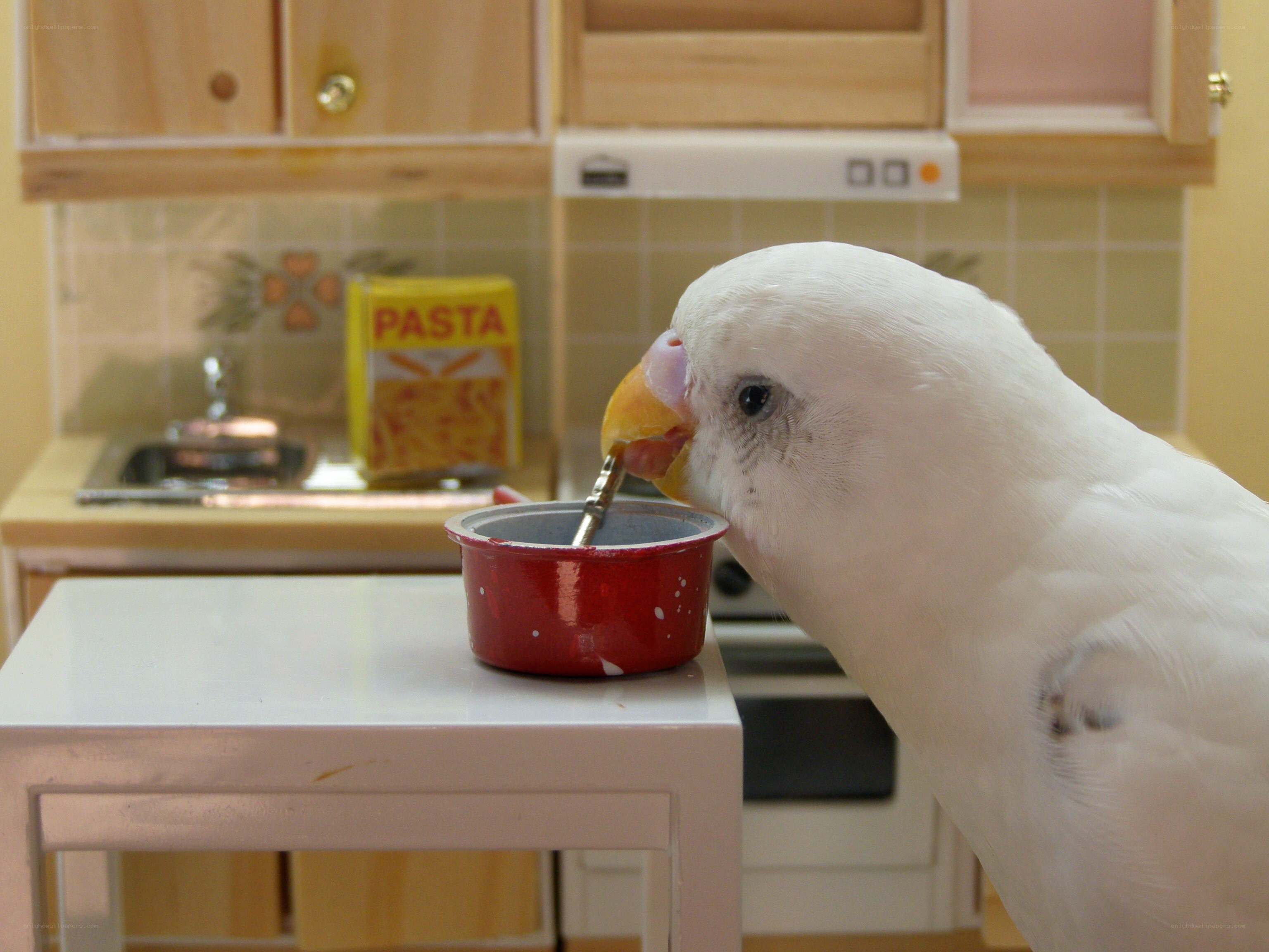 parrot eating from toy kitchen