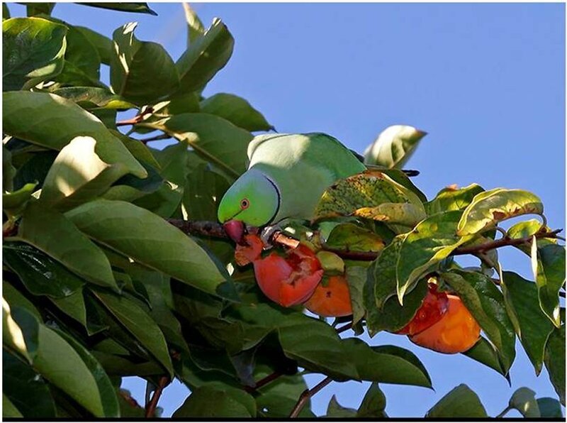 Parrot eating fruit from a tree