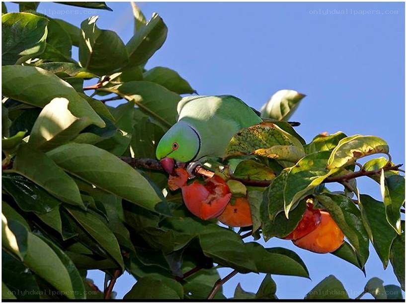 Parrot eating fruit from a tree