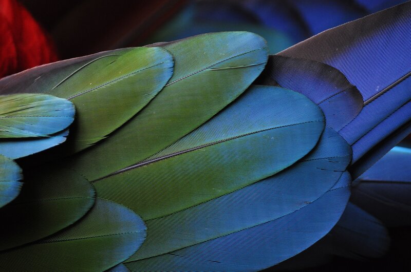 Parrot Feathers