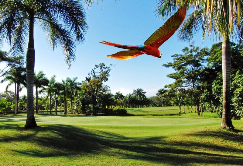 Parrot flying over a golf course