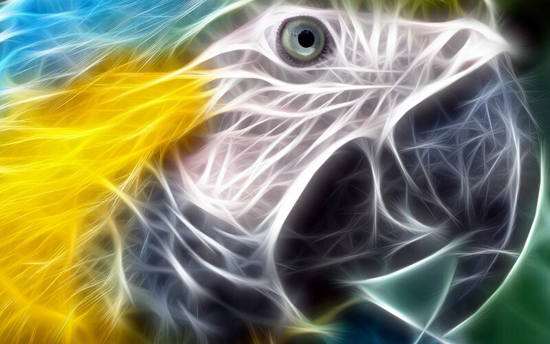 Parrot Head Close-up
