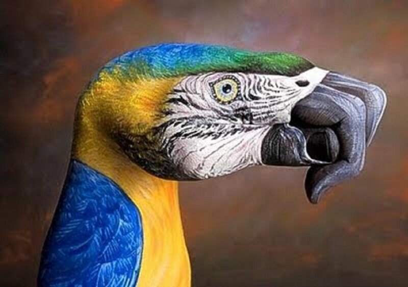 Parrot Head
