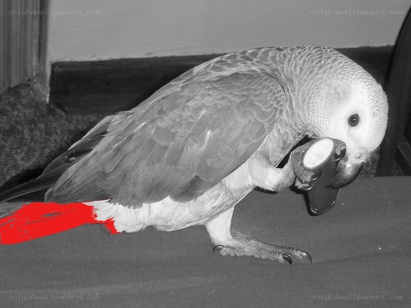 parrot holding object