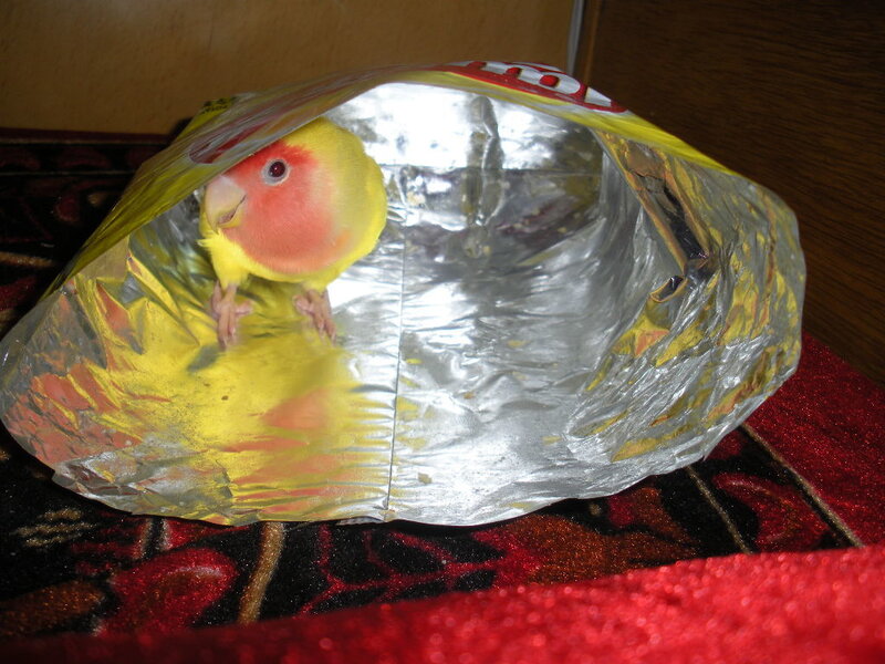parrot in a bag